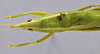 CollectionObject 1593694; 64f80c71-0183-41cc-bdfa-01712e3d8042: male head and pronotum, dorsal view. (CollectionObject).