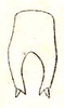Rhammatopoda opilionoides Redtenbacher, 1892: Pl. III, Fig. 6 b. male subgenital plate. (Otu).