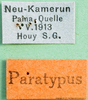 CollectionObject 1593285; 32dad744-6645-4f57-926b-b5c1086fa681: labels (paratype). (CollectionObject).