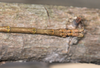 CollectionObject 1597526; 97a4e706-f278-43b8-8393-bbef818ca3df, QIMR T250927: copyright Paul D. Brock. male: end of abdomen, dorsal view (holotype). (CollectionObject).