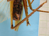 CollectionObject 1542979; b2cd88c6-3425-44f4-a5ec-5d8c3a0a6e9f: male, apex of abdomen, ventral view (holotype). (CollectionObject).