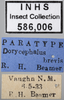 Other on Attenuipyga (Attenuipyga) brevis (Beamer, 1942): Labels - Dorsal. Labels for the specimen used for the dorsal picture. (Observation).
