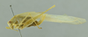 CollectionObject 1532124; NMW 4803, 8872, 9967, 2c92d831-9d61-44fe-bdc7-0b0d17703c09: female habitus, lateral view (syntype number 9967). (CollectionObject).