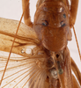 CollectionObject 1534682; 06719e8b-994d-4161-839d-ab64765ecfd3: male stridulatory apparatus (holotype). (CollectionObject).