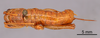 CollectionObject 1521987; ee2e2e7f-4555-4e5a-a05b-6772fade9f56: Female, dorsal view (syntype). (CollectionObject).