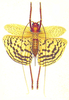 Gryllacris (Gryllacris) solutifascia Karny, 1937: Pl. I, Fig. 3. female (holotype). (Otu).