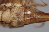 CollectionObject 2062463; a3fe4c8e-607d-4497-89e5-fdcffd4b1f6d: Female subgenital plate. (CollectionObject).