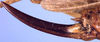 CollectionObject 1517212; 2e106b85-73b9-4333-88dc-13b6261f145a: female ovipositor (holotype). (CollectionObject).