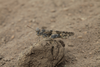 FieldOccurrence 272; 8f8004bd-eb3d-467f-b1e1-ee4b82fc9b22; Tanzania
between Leletema Mountains and Kilimanjaro, 2015/06/27: male, lateral view. (FieldOccurrence).