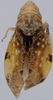 Habitus, dorsal view on Eualebra margaretannae Dietrich, 2013: Habitus. (Observation).