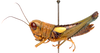 CollectionObject 2631851; CNMS 3800, 95e1135c-332e-42e5-bc38-559d2c30d411, CNMS 3800: lateral view. female (paratype). (CollectionObject).