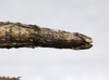 CollectionObject 1580891; e487b9de-ef2a-4061-b413-a66a6fa8eb11: copyright FRCS Sabah. female: end of abdomen, ventral view (holotype). (CollectionObject).