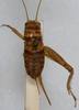 CollectionObject 1612985; 2d06b4a9-6653-4f9c-859c-8cb6d3735b2c: dorsal view (syntype of Gryllus pustulipes). (CollectionObject).