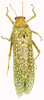 Physemacris variolosa (Linnaeus, 1758): male, dorsal view. (Otu).