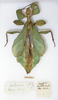 CollectionObject 1563782; 9928f62f-ed21-4623-88a0-b26c3a51c982: copyright UMO. female (paratype). (CollectionObject).