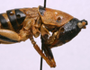 CollectionObject 1535037; 20c4037b-51ee-4c7f-a66a-4284a02ac41a: female head and pronotum, lateral view (holotype). (CollectionObject).
