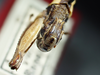 CollectionObject 1477705; ad19e0e6-f2fd-42ff-a076-60d855618937: male abdomen tip, dorsal view (holotype). (CollectionObject).
