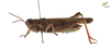 Male. Lateral view Depicts CollectionObject 1861676; 9d0d10b4-e2c6-4255-a9f4-4f7e7c59f82b, Unioeste Cascavel K-0061, a CollectionObject.
