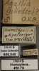 Other on Ceratagallia bigeloviae (Baker, 1896): Labels. (Observation).