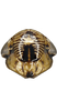 Head: !! display not done !! on Paraclorindaia pinguis Zahniser, 2021: face. (Observation).