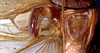 CollectionObject 1499294; 82e623aa-b4f5-4ed4-8826-e7fc5f329470, UMMZNr. 393 (Beier 1962): male stridulatory apparatus (holotype). (CollectionObject).