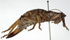 CollectionObject 1530609; 2354f80b-e95d-4349-a26e-1e9cafaeb587: female, lateral view. (CollectionObject).