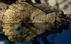 male head and pronotum, dorsal view (holotype or lectotype). Depicts CollectionObject 1533156; e73163b9-9e0a-4dd1-b217-e408b3288b3a, a CollectionObject.