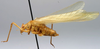 CollectionObject 1517507; e6730bbf-9a26-4d89-93ec-d417b3db7da4: male, lateral view (holotype). (CollectionObject).