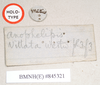 CollectionObject 1559197; 958d0635-9492-4c7e-8b6b-b20736f020c2: copyright Natural History Museum, London. female, data labels (syntype). (CollectionObject).