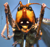 CollectionObject 1516158; cc852a97-aca2-43fc-885d-37e18257bca5: female, frontal view (holotype). (CollectionObject).