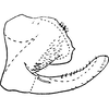 Pygofer, lateral view on Edwardsiana alcorni Christian, 1954: Genital capsule, lateral view. (Observation).