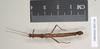 CollectionObject 1561307; 65787e1d-43b2-44c6-9dc1-3cf6b807841b: copyright Natural History Museum, London. male of synonym Presbistus ridleyi (paralectotype). (CollectionObject).