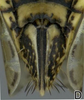 Ovipositor: !! display not done !! on Jassargus (Jassargus) distinguendus (Flor, 1861): Ovipositor. (Observation).