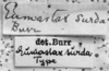 CollectionObject 1532644; 85bf6dae-33af-40ec-9982-7745754fbb79: Image Carbonell, C.S. labels (holotype). (CollectionObject).