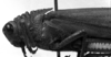 CollectionObject 1530134; 66e95d58-bc5f-46cc-b917-df498bf6bc65: Image Carbonell, C.S. male, head and pronotum, lateral view (holotype). (CollectionObject).