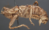 CollectionObject 1505629; d4eb3fc9-5338-4aac-82fc-24b0fd9223bc: male, lateral view (syntype). (CollectionObject).