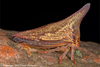 Live specimen: !! display not done !! on Thelia bimaculata (Fabricius, 1794): (Observation).