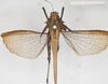 CollectionObject 1518021; 81beea2e-b894-4927-97b0-272bb968ff41, NHMUK010924491: male (syntype), dorsal view. (CollectionObject).