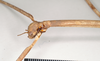 CollectionObject 1558652; NHMUK(SF IMPORT DUPLICATE) 845051, a9db6791-05d9-42c1-a67f-2d288a446cec: copyright Natural History Museum, London. female: head, lateral view (lectotype). (CollectionObject).