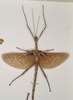 CollectionObject 1559878; 9e1625c8-164e-475e-8740-d8ded0da4710: copyright OUMNH. male of synonym Monandroptera inuncans (paralectotype). (CollectionObject).;CollectionObject 1559879; 90a1ca65-43e1-4e5a-93a4-2fb137caf3da: copyright OUMNH. male of synonym Monandroptera inuncans (paralectotype). (CollectionObject).