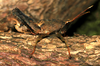 Xyronotus aztecus Saussure, 1884: male. (Otu).