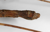 CollectionObject 1560783; 10c63eea-42e3-445e-baa7-1ac8e2d412f3: copyright ZMHB, Berlin. male: end of abdomen, lateral view of synonym Parapachymorpha quadrispinosa (holotype). (CollectionObject).