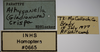 Other on Athysanella (Gladionura) crispa Blocker & Johnson, 1990: Labels. (Observation).