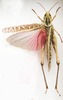 Tylotropidius didymus (Thunberg, 1815): dorsal view. (Otu).