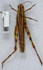CollectionObject 1519196; fd50aa43-6ecd-4cf4-a131-d2df5d0b5bca: female, dorsal view (holotype of Cyrtacanthacris notata). (CollectionObject).