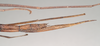 CollectionObject 1557597; NHMUK(SF IMPORT DUPLICATE) 844522, 9fa269f8-9a2c-47aa-ae2f-ededdaee5ff9: copyright Natural History Museum, London. female: end of abdomen, lateral view (holotype). (CollectionObject).