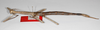 CollectionObject 1576614; 04e63718-9693-498a-925e-4acc8d677421: copyright USNM, Washington. female, lateral view (paratype). (CollectionObject).;CollectionObject 1576615; 6b99b982-327a-4ec0-b37d-1dfcae616e79: copyright USNM, Washington. female, lateral view (paratype). (CollectionObject).