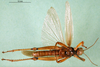 CollectionObject 1502815; 03ba7b08-2834-49d4-a92c-88ed338aac59: male, ventral view (paralectotype of Ognevia debilis). (CollectionObject).