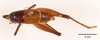 CollectionObject 1523727; c0a52703-44b5-4c30-bc31-742b6009fbae: male, dorsal view (holotype). (CollectionObject).