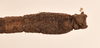 CollectionObject 1558452; a237584d-116d-4fb6-96cd-ae54ce1c2027: copyright OUMNH. male: end of abdomen, dorsal view of Dimorphodes mancus (syntype). (CollectionObject).;CollectionObject 1558453; ea906b12-686a-41bd-bb38-664c85261f31: copyright OUMNH. male: end of abdomen, dorsal view of Dimorphodes mancus (syntype). (CollectionObject).